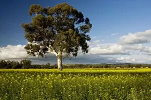 Field of Rape / Canola - in flower, with Eucalyptus tree