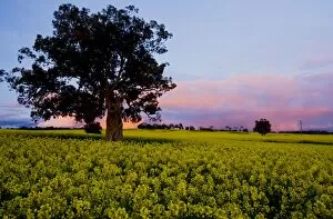 Arable Gallery: Field of Rape / Canola - in flower, at sunset