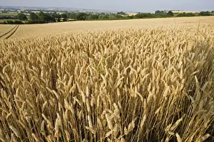 Cereal Prints: Field of ripe wheat ready for harvesting, Mickleton, Cotswolds, UK