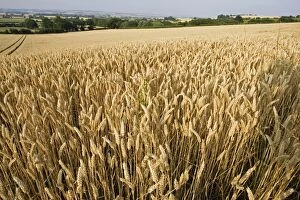 Images Dated 20th July 2006: Field of ripe wheat ready for harvesting, Mickleton, Cotswolds, UK
