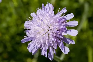 Attractive Prints: Field scabious - close up of flower growing in a meadow. England, UK