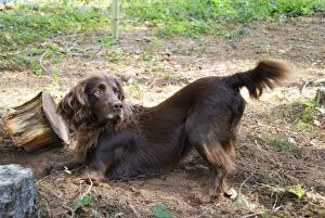 Images Dated 15th October 2009: Field Spaniel