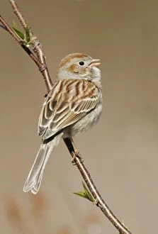 Images Dated 29th April 2005: Field Sparrow Connecticut, USA