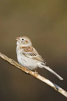 Field Sparrow - in winter plumage. Hamden, Connecticut, USA