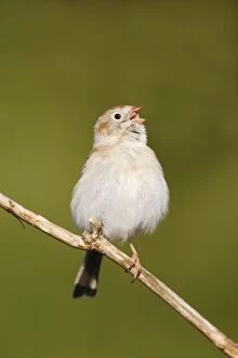 Images Dated 13th April 2006: Field Sparrow - in winter plumage. Hamden, Connecticut, USA