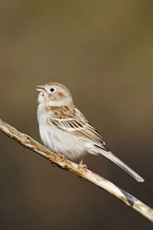 Images Dated 13th April 2006: Field Sparrow - in winter plumage. Hamden, Connecticut, USA