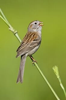 Images Dated 30th May 2007: Field Sparrow - in winter plumage. Hamden, Connecticut USA