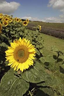 Images Dated 7th August 2005: Field of Sunflowers