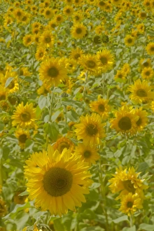 Images Dated 15th September 2011: Field of Sunflowers Helianthus annuus Essex, UK PL002166