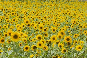 Images Dated 15th September 2011: Field of Sunflowers Helianthus annuus Essex, UK PL002168