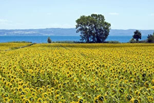 Field of sunflowers, Lake of Bolsena, Bolsena