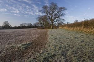 Boundary Gallery: Field with uncultivated grassland boundary, plus