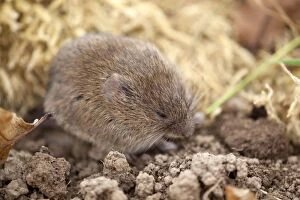 Images Dated 4th March 2012: Field Vole