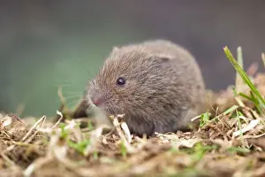 Field Vole - Cornwall - UK