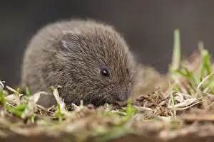Field Vole - Cornwall - UK
