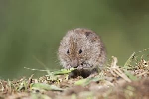 Images Dated 13th September 2009: Field Vole - eating grass - Cornwall - UK