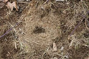 Field Vole nest