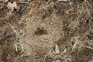 West Country Prints: Field Vole nest - Cornwall - UK