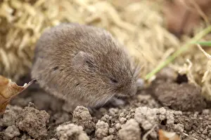 Field Vole - UK