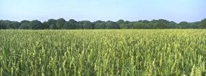 Field of wheat, ripening