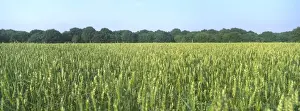 Cereals Prints: Field of Wheat Ripening Norfolk UK
