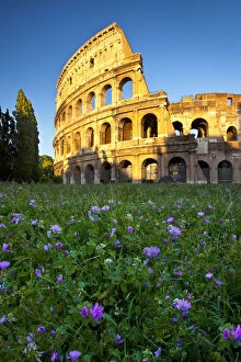 Field of wildflowers below the Roman Coliseum