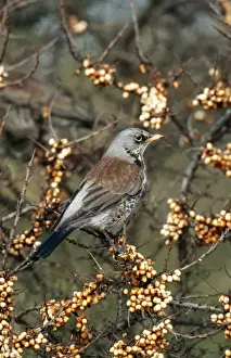Fieldfares Prints: Fieldfare