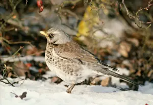 Fieldfare