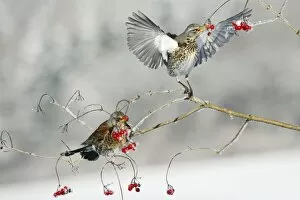Images Dated 6th January 2009: Fieldfare - 2 feeding on Guelder Rose berries, winter, Lower Saxony, Germany