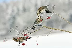Images Dated 6th January 2009: Fieldfare - 3 feeding on Guelder Rose berries, winter