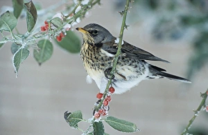 Images Dated 31st January 2006: Fieldfare - Adult feeding on the berries of the holly (Ilex aquifolium pyramidalis')