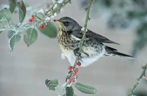 Fieldfares Prints: Fieldfare - Adult feeding on the berries of the holly (Ilex aquifolium pyramidalis')