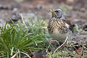 Fieldfare - adult perching on ground, Wiltshire, England, UK
