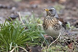 Images Dated 10th January 2009: Fieldfare - adult perching on ground, Wiltshire, England, UK