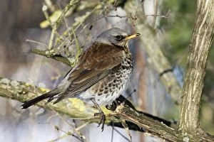 Images Dated 28th February 2005: Fieldfare. Alsace - France