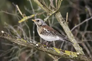 Fieldfare. Alsace - France