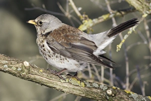 Images Dated 2nd March 2005: Fieldfare. Alsace - France