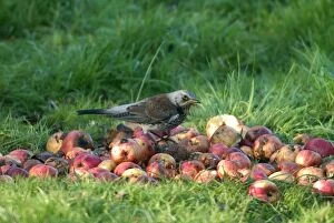 Fieldfare - on apples in Winter