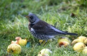 Images Dated 16th November 2004: Fieldfare By apples Winter
