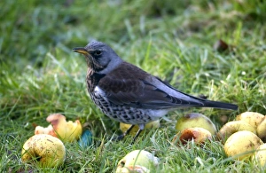 Images Dated 16th November 2004: Fieldfare By apples Winter