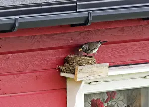 Fieldfares Prints: Fieldfare - at artificial nest site above window frame. Varanger Fjord Norway