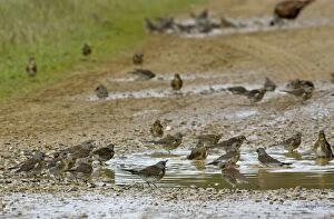 Images Dated 1st November 2008: Fieldfare - bathing in puddle on farm track - Breckland - Norfolk - UK