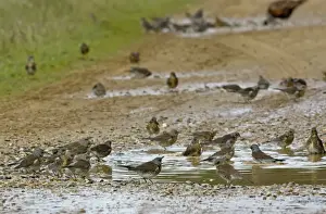 Fieldfare - bathing in puddle on farm track - Breckland - Norfolk - UK