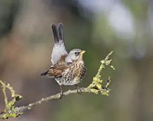 Fieldfares Prints: Fieldfare - on branch - Bedfordshire UK 006806