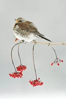 Images Dated 7th January 2009: Fieldfare - on branch of Guelder Rose bush, winter, Lower Saxony, Germany