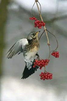 Fieldfares Prints: Fieldfare - Eating berries in winter Lower Saxony, Germany