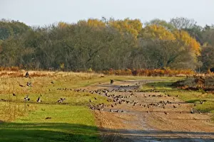 Puddle Prints: Fieldfare - on farm track drinkinging from puddles when first arrive
