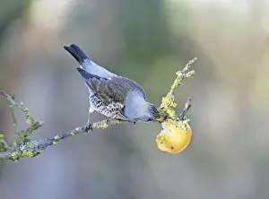 Fieldfares Prints: Fieldfare - feeding on apple - Bedfordshire - UK 006822