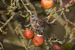 Fieldfare - feeding on apples in garden - Breckland Norfolk UK