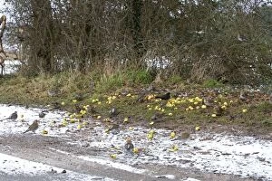 Images Dated 8th February 2007: Fieldfare - feeding on crab apples beside track in winter - Breckland - Norfolk - UK